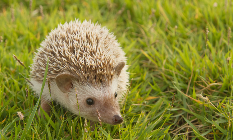 购买宠物用品需要什么,购买宠物须知