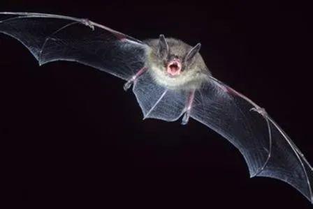 注意：网络罪犯利用冠状病毒急情传播恶意软件