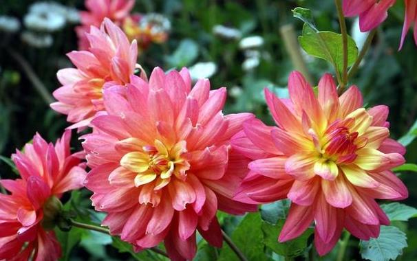 大丽花叶子发黄怎么急救,大丽花地栽以后黄叶