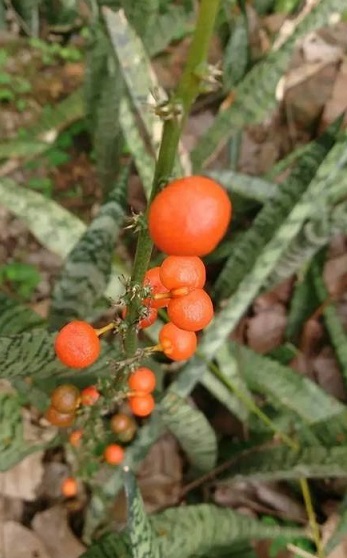 虎皮兰的养法视频教程全集,虎皮兰怎么养才能长得快又茂盛