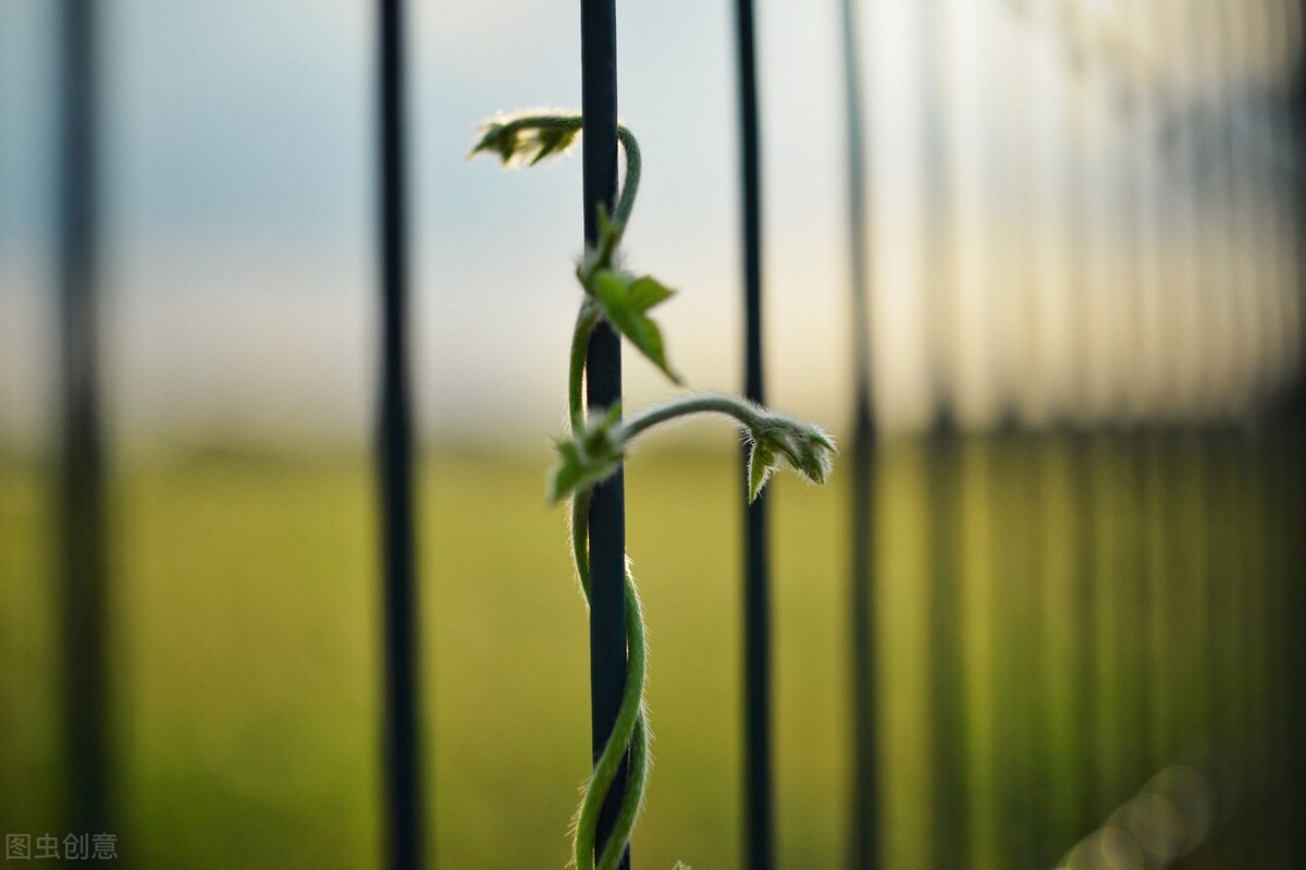 蔡司合作和蔡司授权有什么区别,苹果和蔡司合作