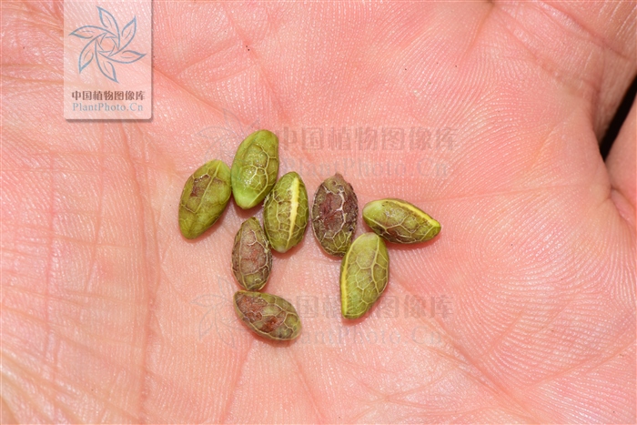 老鸦胆草药的功效,老鸦胆根的功效与作用