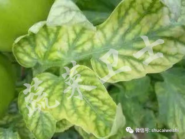 种的蔬菜卷叶是怎么回事,蔬菜的叶子有卷叶病怎么办