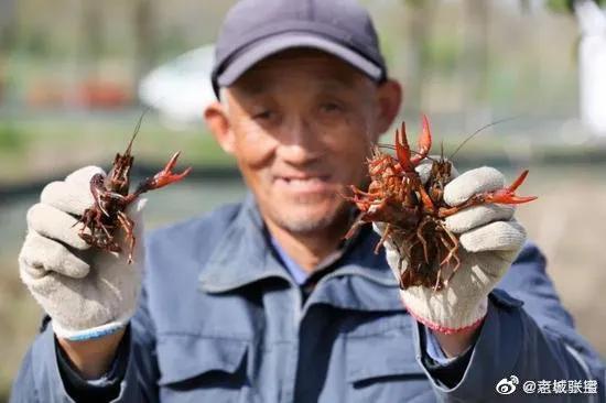 小龙虾养殖骗局大揭秘,科普小龙虾养殖