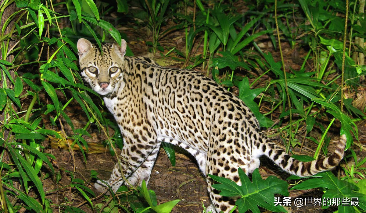 像虎一样的宠物,猫科猛兽动物