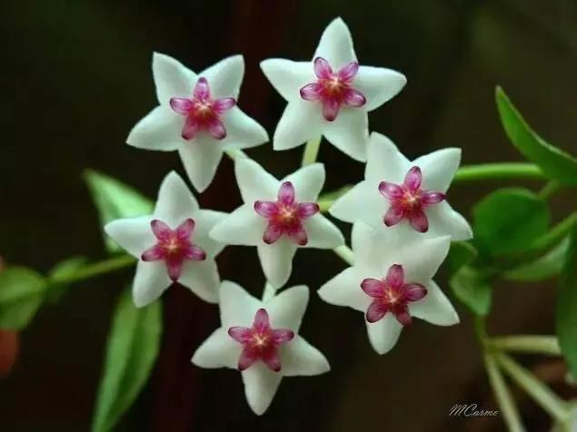 为什么球兰养了5年也不开花,球兰有毒吗在室内养行吗