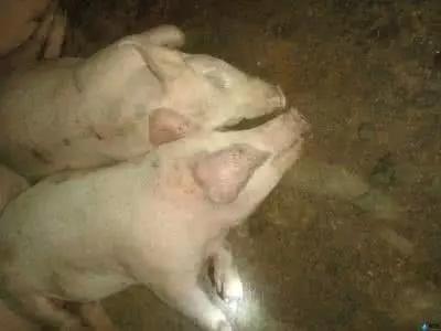 育肥猪咳嗽最佳治疗方法,猪咳嗽应激怎么办