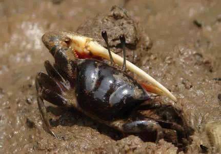 史上最全海鲜视频,史上最全海鲜贝类大全