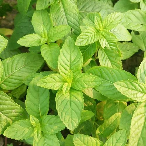 薄荷在家中养哪个品种比较好,薄荷什么品种适合养在家里