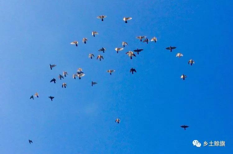 赊店鸽事之四鸽王末路