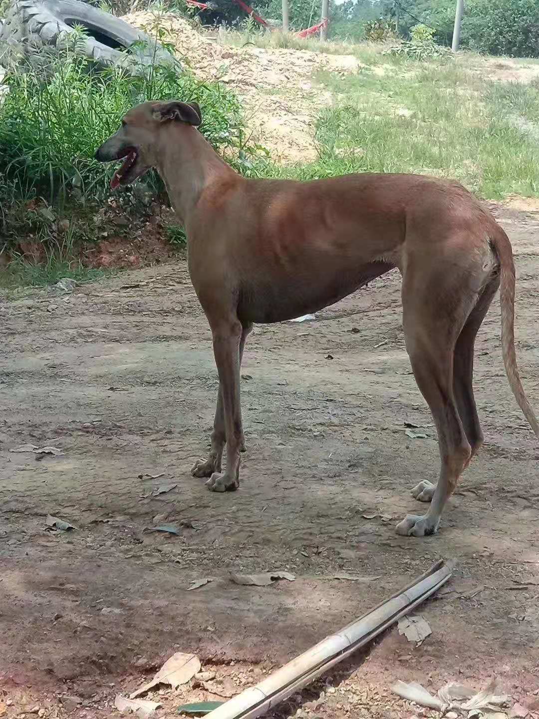 灵缇细狗雪地撵兔视频,意大利小灵缇犬撵兔视频