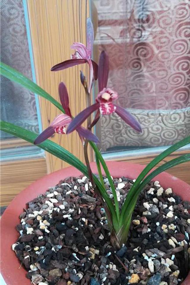 单苗兰花怎样养护,单苗兰花复壮