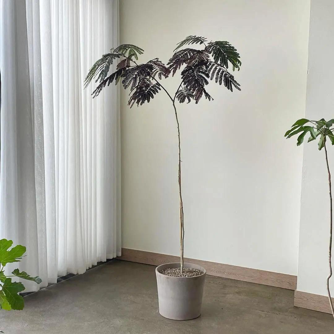 网红必备的高颜值绿植,ins风的网红绿植