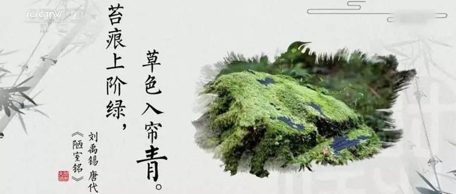 海棠花红叶子,海棠红褐色叶子