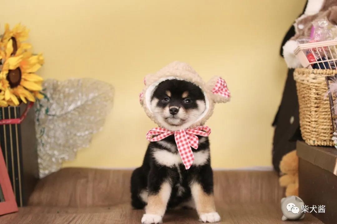 2021柴犬价格一般多少,2021柴犬价格多少钱一只呢