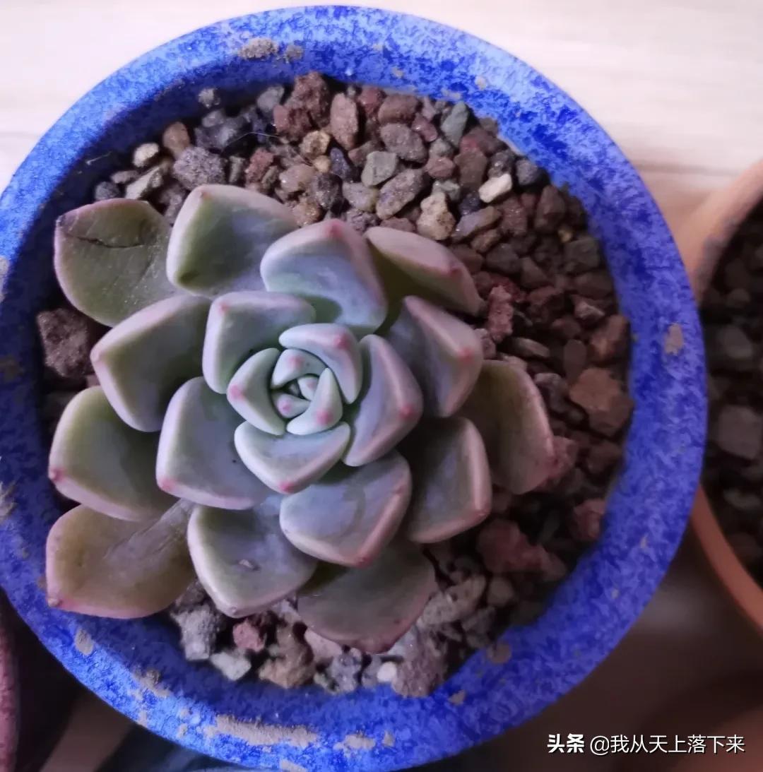 89种常见多肉植物品种图，实物拍摄，还不认识的小伙伴赶紧收藏好