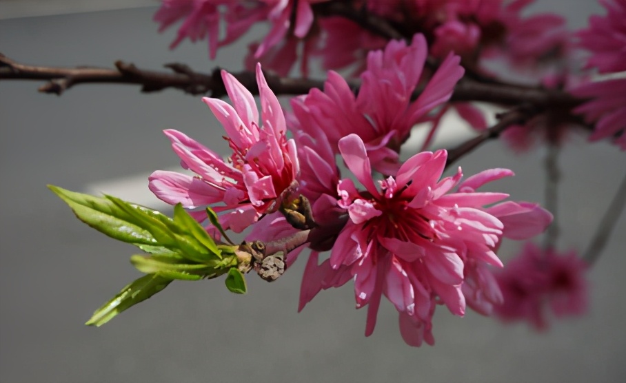 梅李桃樱杏如何区分,梅杏桃李樱梨海棠怎么区分