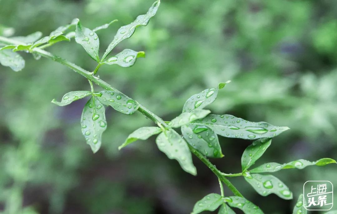 结棍！上海人家门口的这条老街，竟然见证了上海滩的百年风云