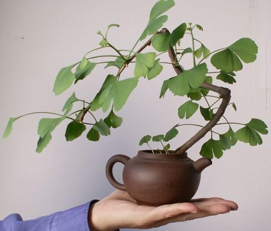 盆景美不胜收,盆景艺术巧夺天工