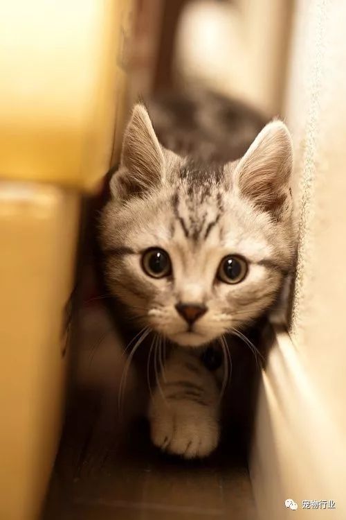 猫中枢神经受损恢复的10个征兆,猫神经受损怎么引起的呢怎么治疗