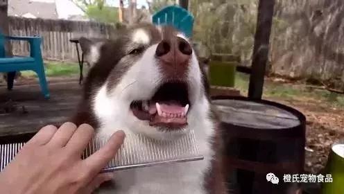 长毛犬如何让毛不打结,长毛犬打理视频