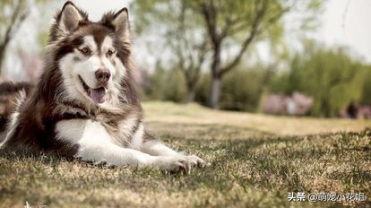 辟谣狗狗伤心,应激反应狗狗死亡