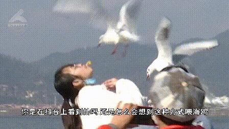 “屎到淋头”？嘴叼面包喂昆明海鸥大家最担心的事情发生了？