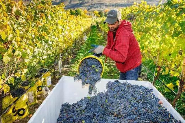 探秘！中国有机农业该如何发力（附国外优秀案例）