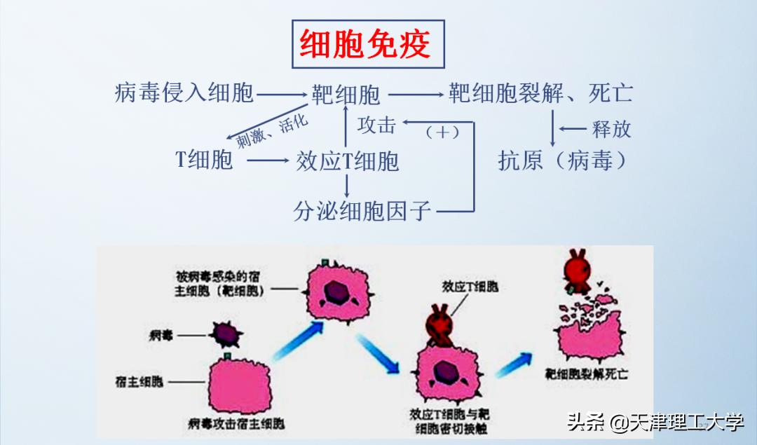 鍖栧鍖栧伐瀛﹂櫌闄㈣澶у叏,鍖栧鍖栧伐瀛﹂櫌瀛﹂