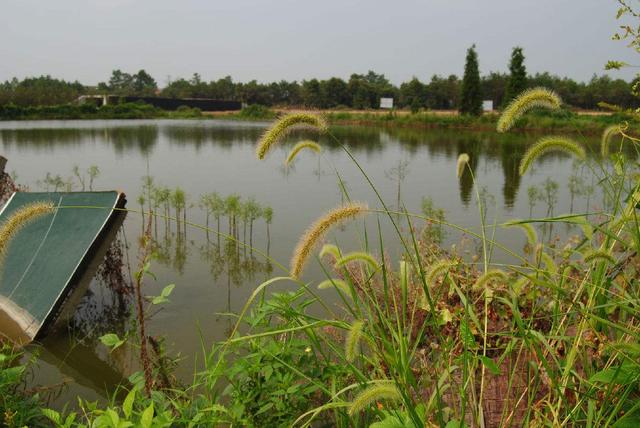 千年草籽万年鱼籽什么意思,野生池塘里的鱼