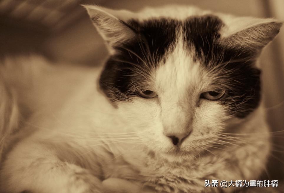 天冷了猫咪也要存肉御寒了,冬天猫咪怕冷吗该怎么给猫咪保暖