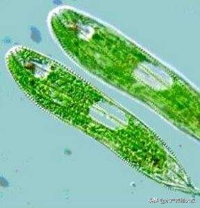 水产养殖藻类培养做法,水产养殖什么藻类最好