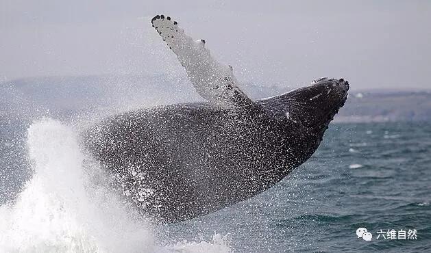 爱捕鱼的海狮座头鲸,小海狮被虎鲸群殴爬上船求救后