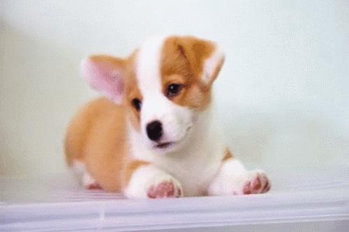 你了解小短腿柯基吗？很多人都对柯基有误解，你可能也中招了