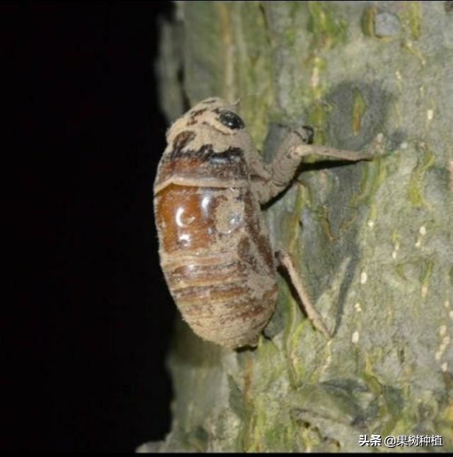 养蝉一年收入500万,养蝉挣钱吗