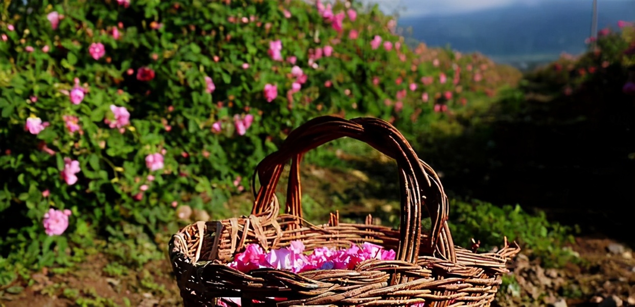 茜施妃雅精华油评测,茜施妃雅精华油怎样做面膜