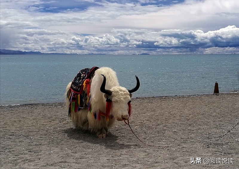 藏地人文风景图,藏域风情图片