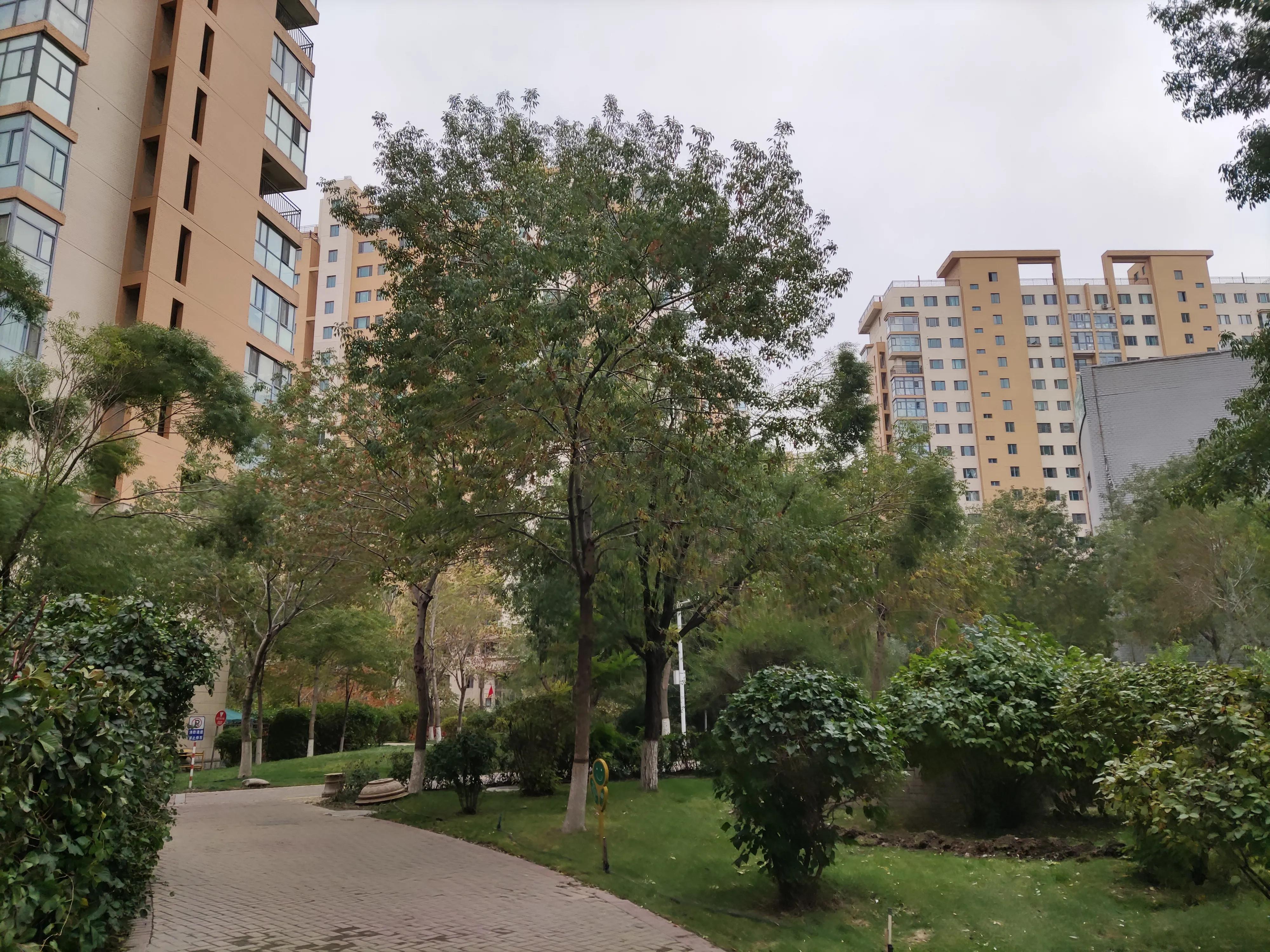 乌鲁木齐市南湖绿化广场附近小区,乌鲁木齐绿化最好的公园