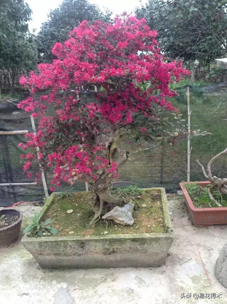 白檵木盆景图片欣赏,异形白花檵木盆景