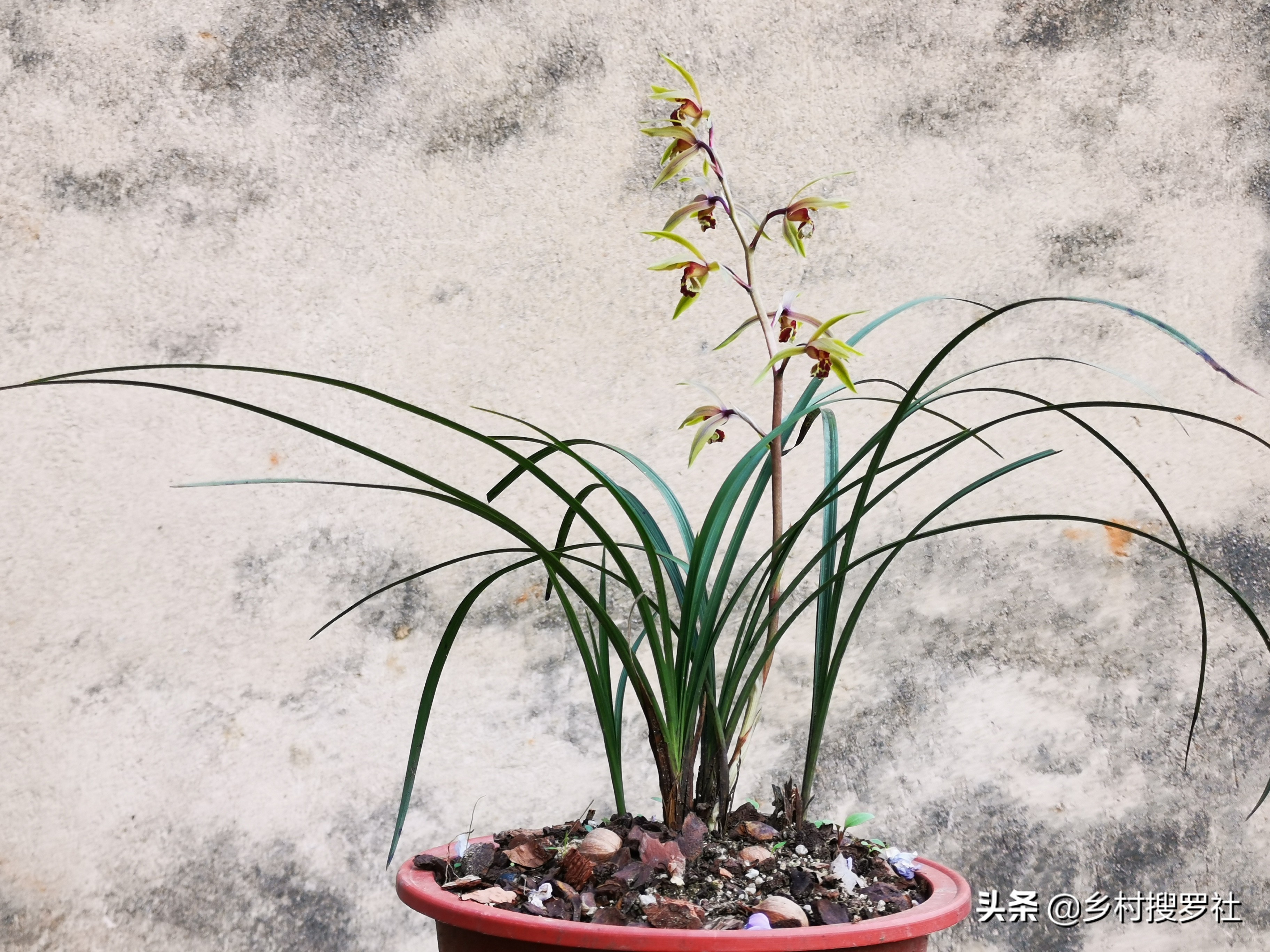 兰花用什么水喷叶子最好,兰花花朵有点干能不能喷点水雾