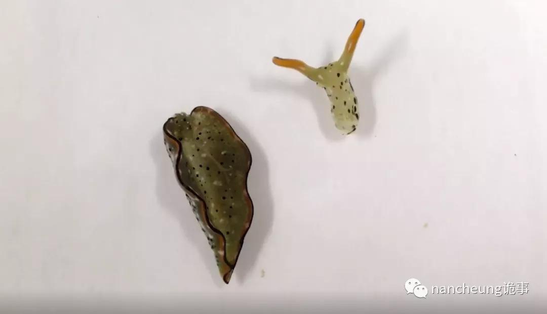 深海迷航第49天神秘生物,深海海底神秘的10种生物