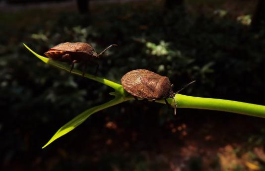 十大常见害虫,农村常见的一种害虫如今价值不菲