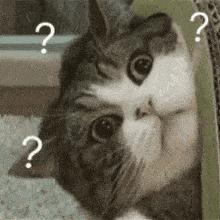 抱猫咪的正确方法,猫咪怎么抱才是正确方式