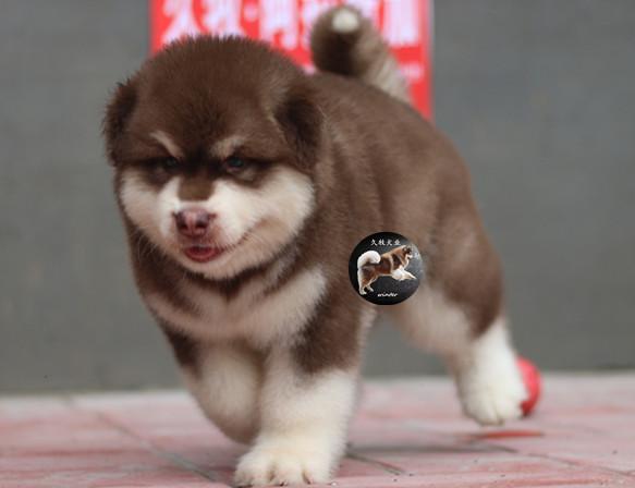 带你了解真正的阿拉斯加雪橇犬,带你了解俄罗斯