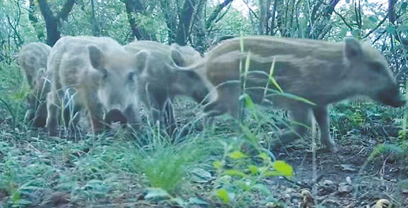 林草科普视频,林草科普