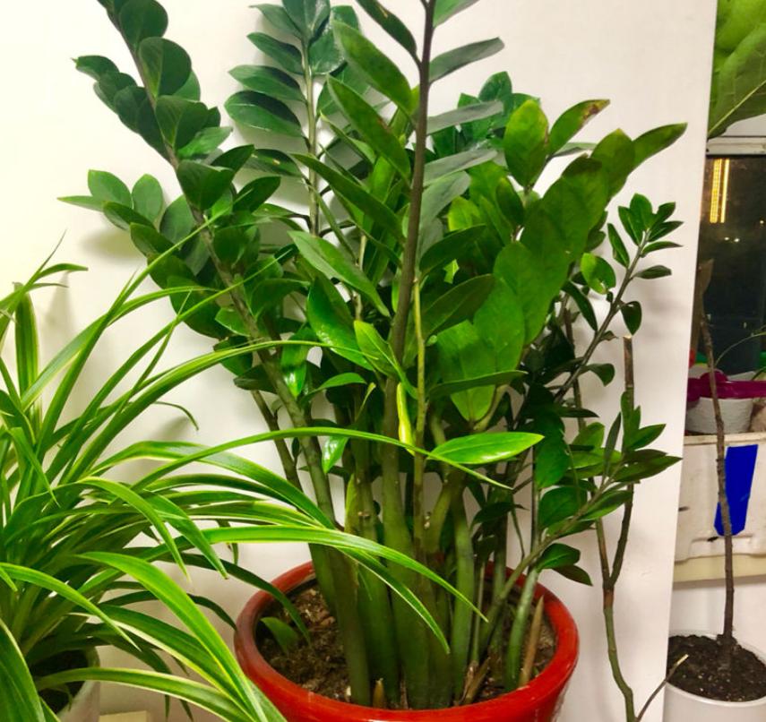 有招财守财寓意的花,招财纳财的花