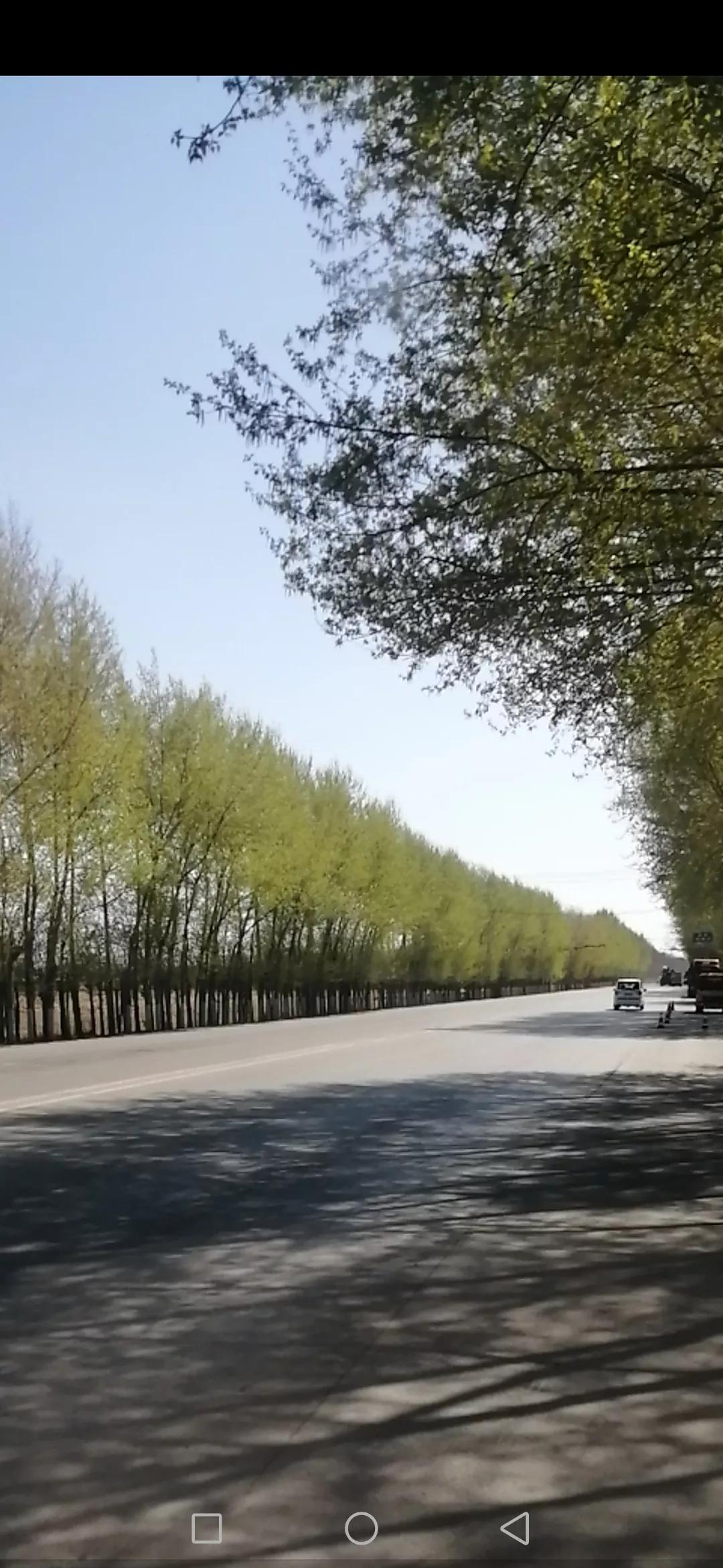 杨树叶能吃吗,杨树叶子能不能吃