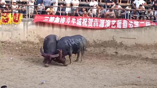 广西往年斗牛视频,广西斗牛比赛全集