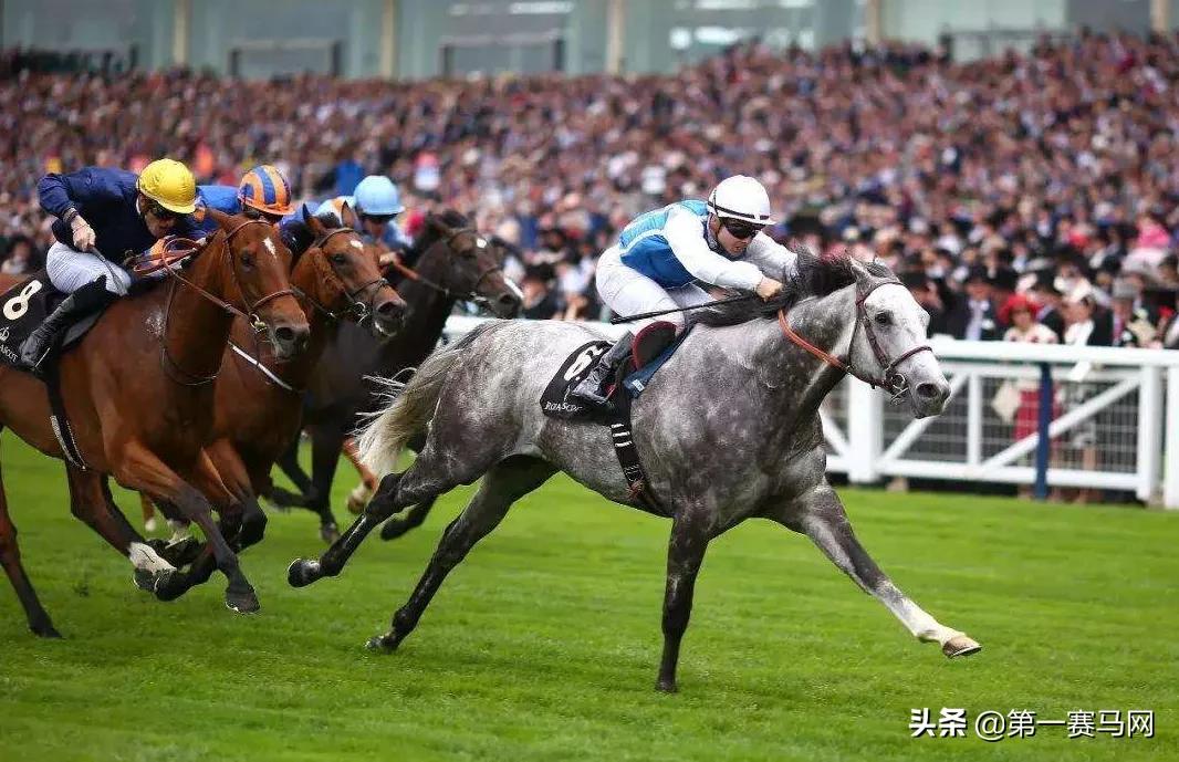 「调研」海南开展赛马行业及赛马*彩博**业的可行性研究