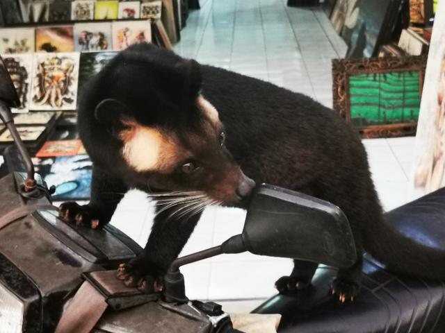 印尼猫屎咖啡300克价格,世界上最顶级的猫屎咖啡